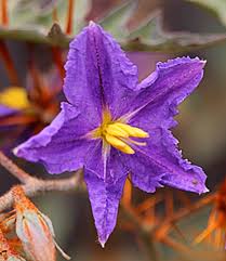 Image result for Solanum linneanum