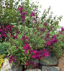 Salvia Greggii Burgundy Seduction Salvia Greggii Plants For Planters Cuphea Plant
