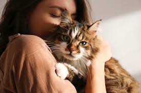 Our veterinary behaviorist explains the reasons for this common cat behavior, called bunting. Why Does Your Cat Like To Rub Against You Martha Stewart