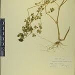 Image result for Hypoestes triflora