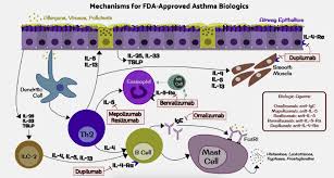 Xolair works with your body's immune system to treat the conditions. Asthma Biologics Annals Of Allergy Asthma Immunology