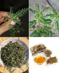 The Plant You See in the Picture Is One of the Most Miraculous Plants in  the World... 𝐑𝐞𝐚𝐝 𝐦𝐨𝐫𝐞💬👀 · Gardening Secrets · Facebook