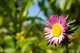 List of flowers with pictures and meanings. List Of Flower Names With Their Meanings And Alluring Pictures Gardenerdy