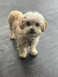 Posting for a neighbor, church creek neighborhood off 61 အမခမ််ီုး RMCTNR  MeXpIL" n0 0 ဟ PLEASE HELP!!! MISSING! ARCHIE IS GREY WITH WHITE  MUSTACHE/PAWS SUPER FRIENDLY AND VERY FOOD MOTIVATED PLEASE CALL