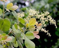 Image result for Searsia rogersii