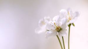 Oneil in white flower wallpapers. White Flower Wallpapers Top Free White Flower Backgrounds Wallpaperaccess