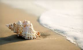 Shelling Trip For One Two Or Four From Reel Kind Fishing Up To 57 Off Sea Shells Beach Wallpaper Shell Beach