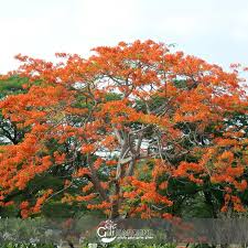 Image result for Bombax