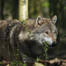 Wolves Are Strong Hunters Animals Beautiful Wolves Wolf
