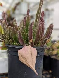 Image result for Stapelia gigantea