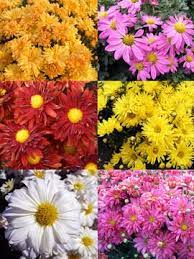 Mum Collection Daisy Bluestone Perennials Flowers Perennials Fall Plants Beautiful Flowers Garden
