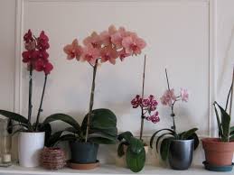 (you're only using the water, not the peel bits) add 1 tea spoon of molasses in the water and ¼ gallon (1 liter) of rice wash water. How To Fertilize Phalaenopsis Orchids Brooklyn Orchids