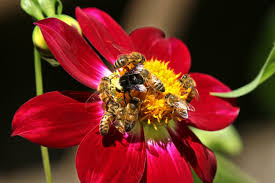You can sprinkle garlic powder near windows, or crush cloves and leave them in your garden. Why So Many Dead Bumble Bees Honey Bee Suite