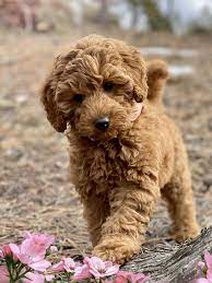 Miniature Australian Labradoodle Puppy Australian Labradoodle Puppies Miniature Australian Labradoodle Labradoodle
