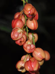 Image result for Campylospermum