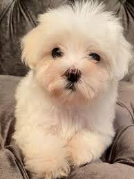 Expect to pay less for a puppy without papers, however, we do not recommend buying a puppy without papers. Dee S Maltese Maltese Puppies For Sale