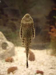 Hasil gambar untuk sapu sapu