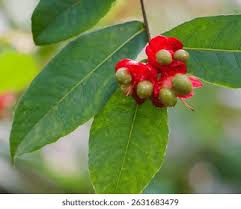Image result for Ochna kirkii