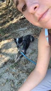 Rehoming a 1-year-old female blue heeler in Lafayette, Louisiana