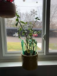 Rubber plants are wonderful plants to have in your home, office or any warm indoor space. Why Is My Roomies Baby Rubber Plant Stalks Drooping We Use Straws To Keep It Upright Plantclinic