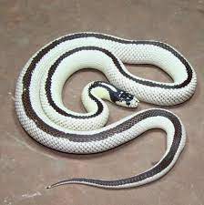 Pin By Noemi Hermosilla On Wow California King Snake Reptiles Pet Snake