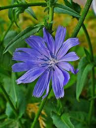 Image result for Cichorium