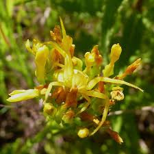 Image result for Sebaea sedoides