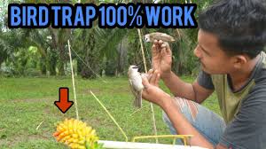 Cara menangkap burung murai kampung. Cara Membuat Lem Pulut Dari Oli Bekas Yang Ampuh 100 Easy Bird Trap Youtube