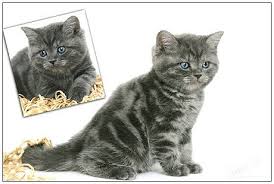 Colours Of British Shorthair And Longhair Cats British Kittens Cattery Mysticat House In 2021 Cattery Cats British Shorthair