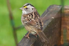 Image result for Nicolasia coronata