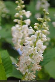 Image result for Cliffortia linearifolia