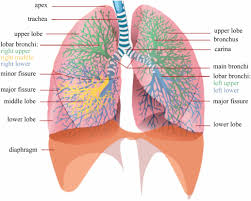 Diagram of the lung parenchyma image sequences segmentation. Automated Segmentation Of Pulmonary Structures In Thoracic Computed Tomography Scans A Review Iopscience