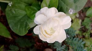 Image result for Jasminum breviflorum