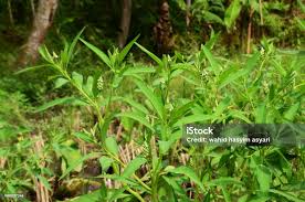 Image result for Sphenocleaceae