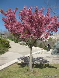 Image result for Prunus
