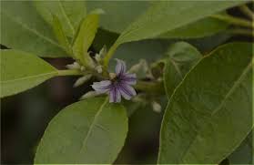 Image result for Eranthemum laxiflorum