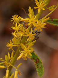 Image result for Triumfetta annua