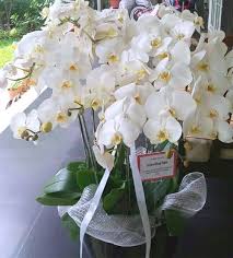 Merupakan salah satu toko bunga online terpercaya di indonesia yang telah berpengalaman selama lebih dari 8 tahun. Toko Bunga Jakarta Florist Jakarta Florist Indonesia