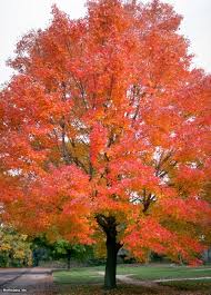 These trees provide beautiful early spring flowers and dark green leathery leaves through the growing season. Native Trees Winterberry Gardens