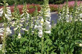 We did not find results for: Perennial Nursery Digitalis Purpurea Alba