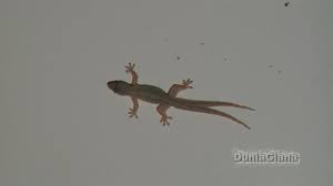 Cicak Berekor Dua Youtube