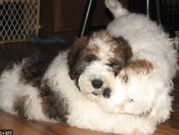 On average, based on these factors, a saint bernard puppy can cost anywhere from $850 to as much as $1,500.akc registered saint bernard puppies can be as much as $2,500. Saint Bernard Poodle Mix Puppies Ideal Family Dogs