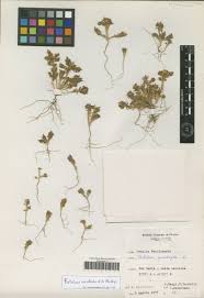 Image result for Blepharis stuhlmannii