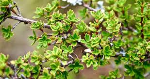 Image result for Myrothamnus flabellifolius