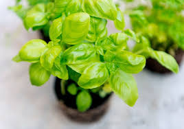 Common vegetable garden pests and how to control them. Is Your Basil Plant Wilting 5 Things It Needs The Practical Planter
