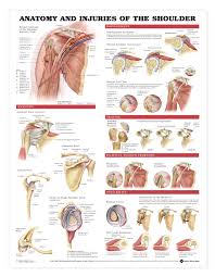 768 x 768 jpeg 88 кб. Acc Shoulder And Elbow Anatomical Chart Charts Posters