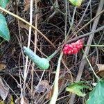 Image result for Cercestis congensis