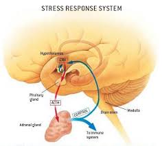Stress Response System How To Prevent Stress Cortisol Adrenal Fatigue