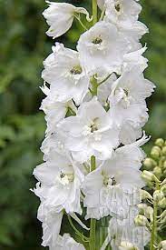 Lit699 Delphinium Excalibur White Asset Details Delphinium Flower Garden Flowers
