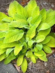 Image result for Stachys